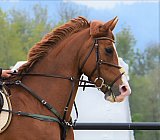 Plauschsspringen/-Dressur 2019